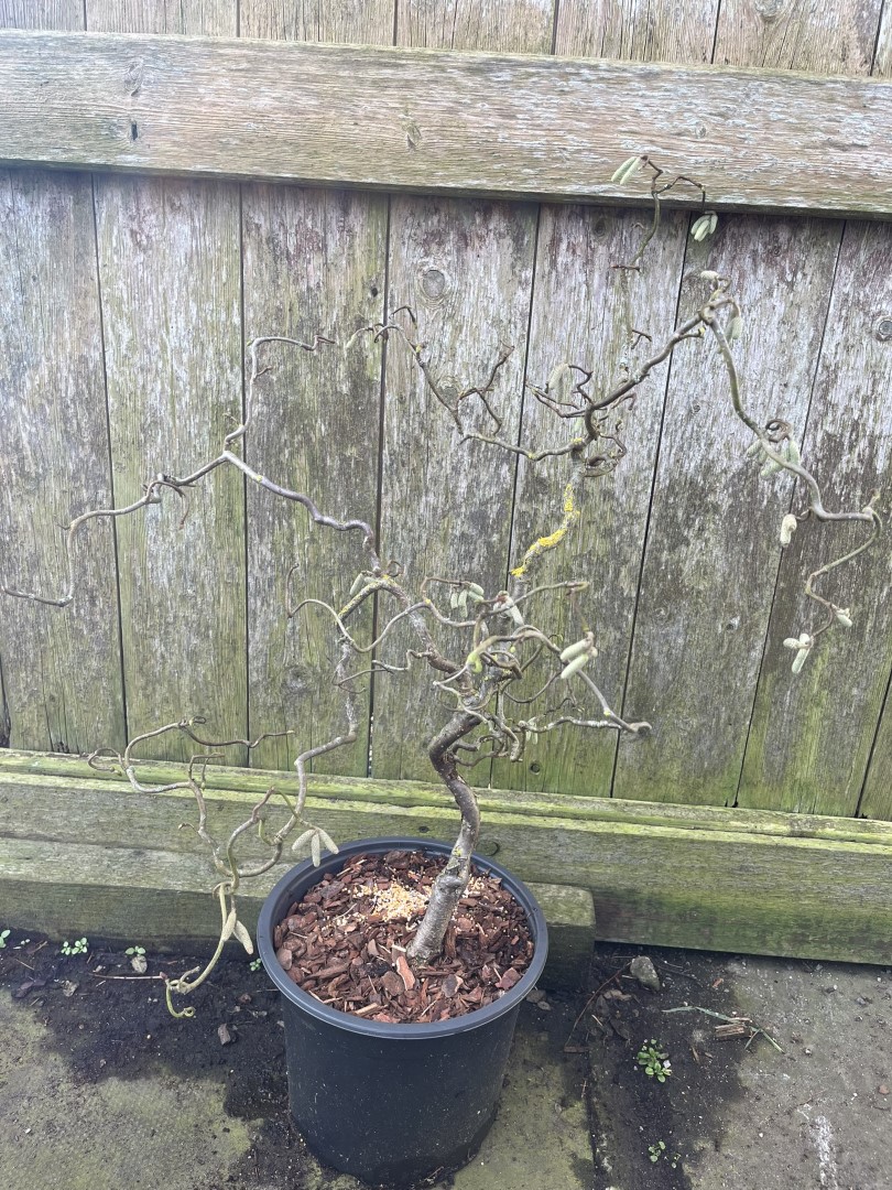 Corkscrew Hazel - Red Majestic - Image 4