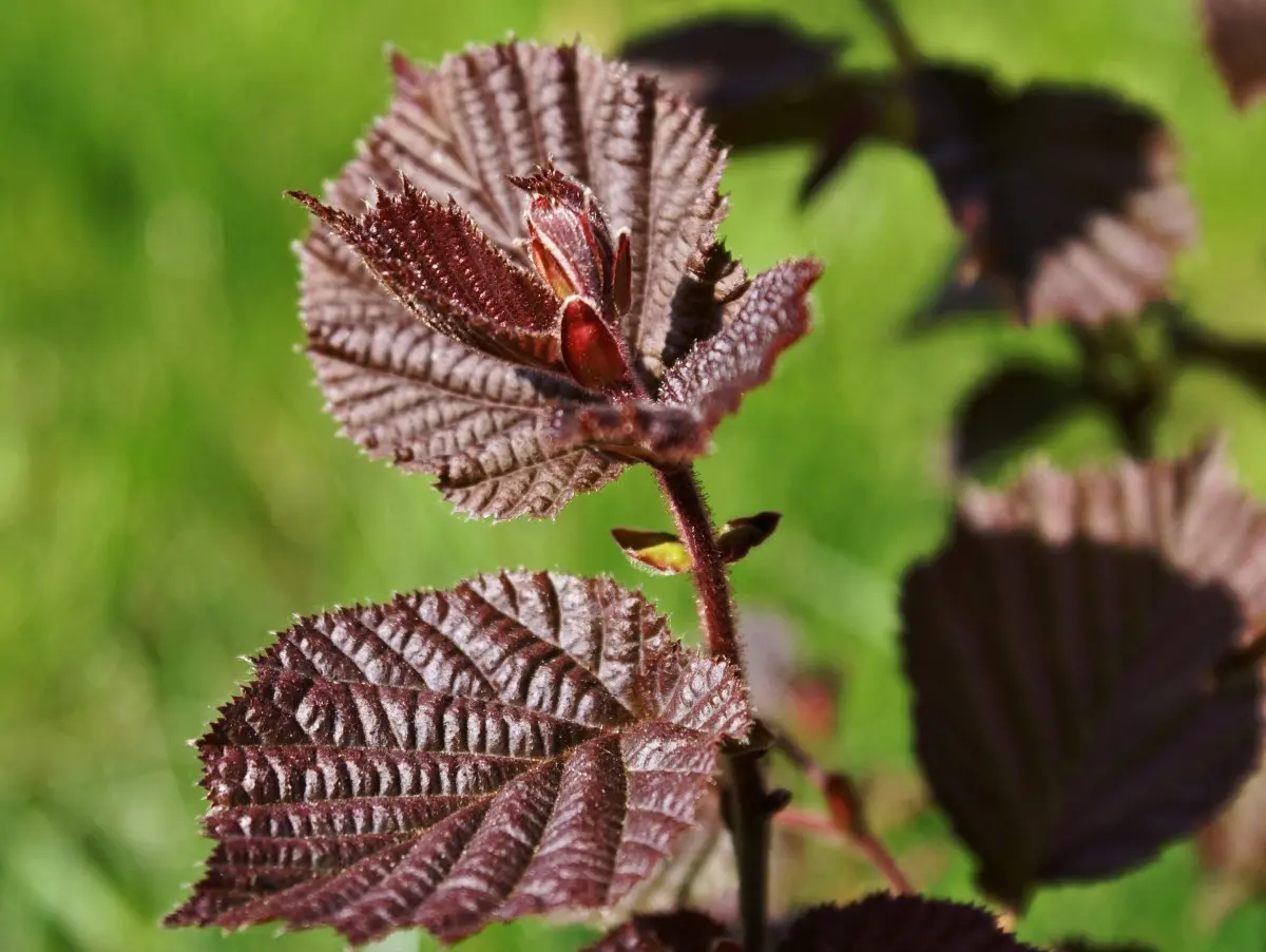 Corylus avellana Contorta - Corkscrew Hazel Red Majestic