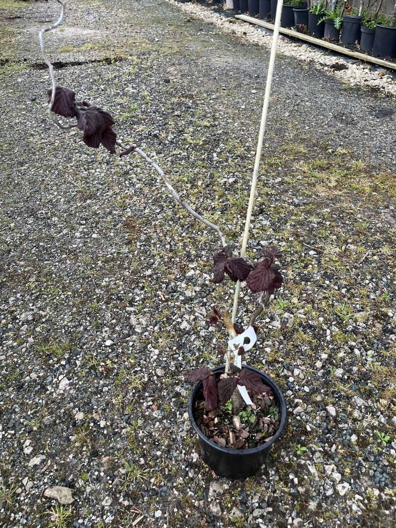 Corylus avellana Contorta - Corkscrew Hazel - Red Majestic