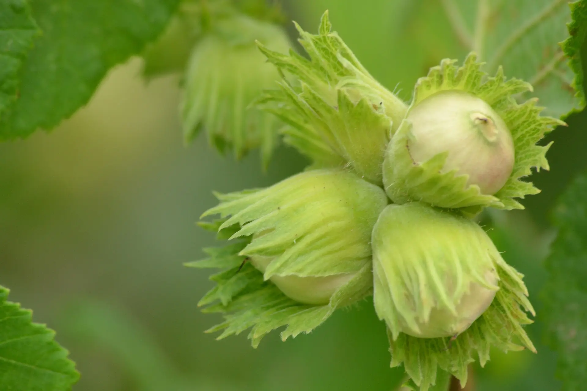 Hazel Nut Tree / Bush - Corylus avellana