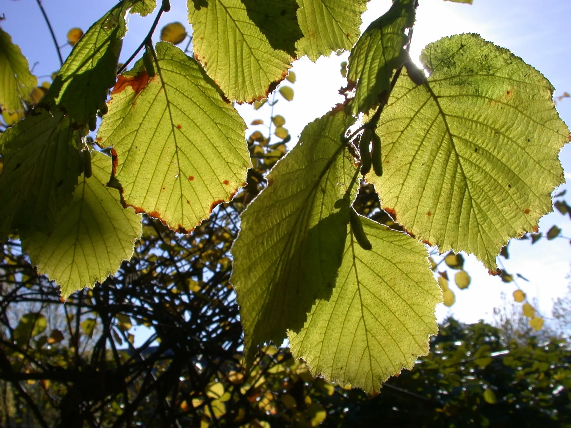 Hazel Nut Tree / Bush - Corylus avellana