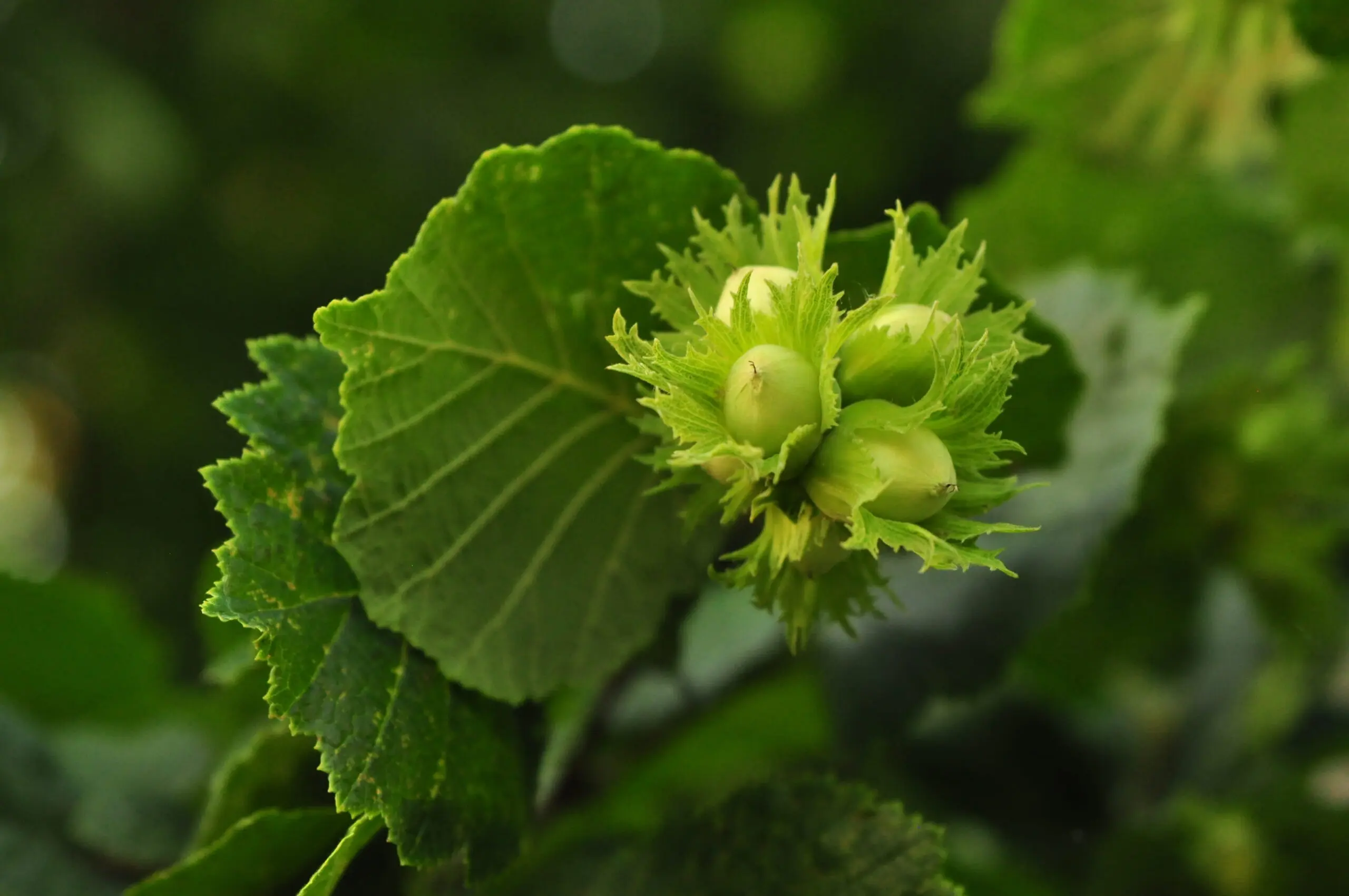 Hazel Tree 20/40cm (Cell) - Image 8