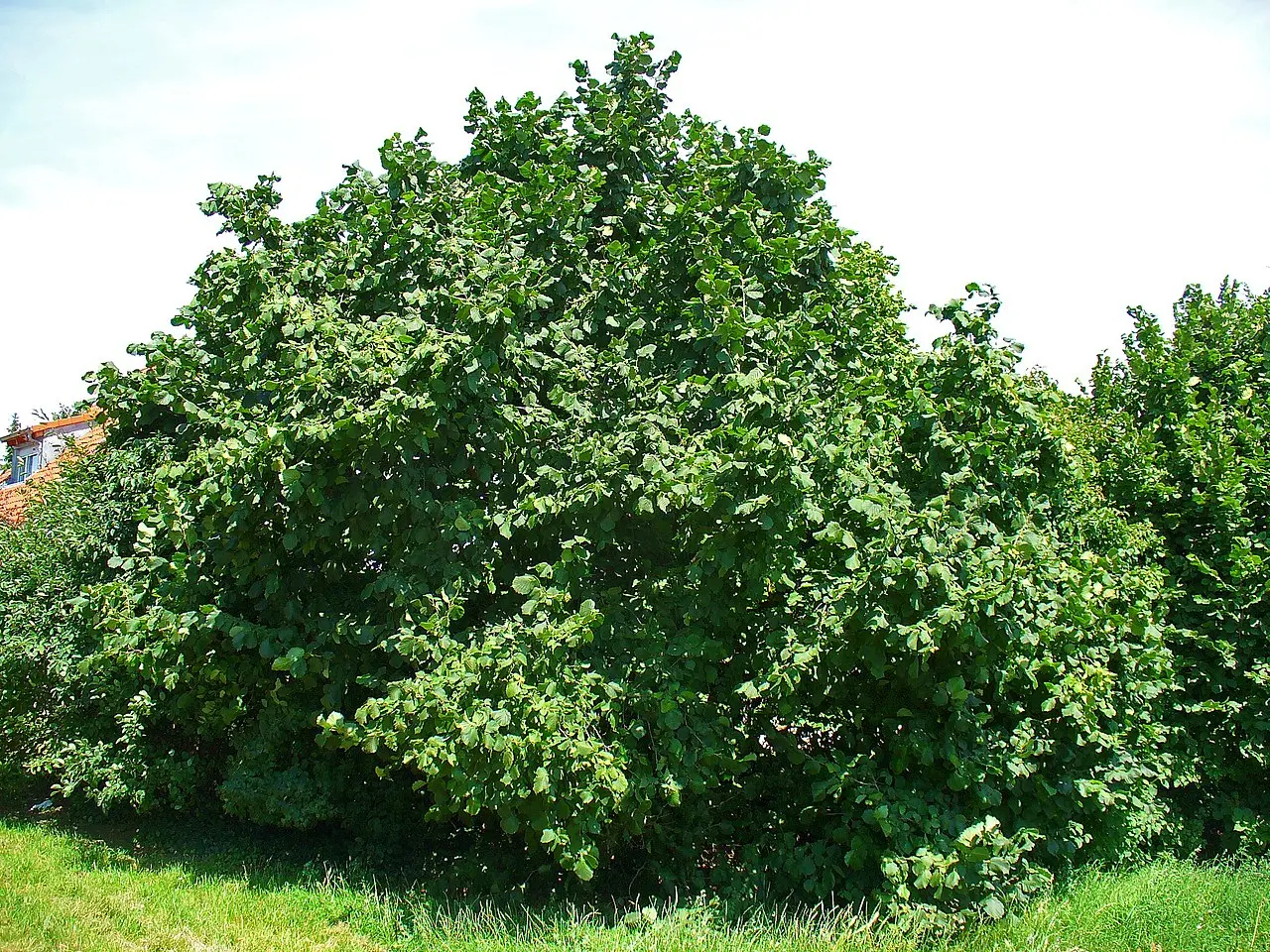 Hazel Nut Tree / Bush - Corylus avellana