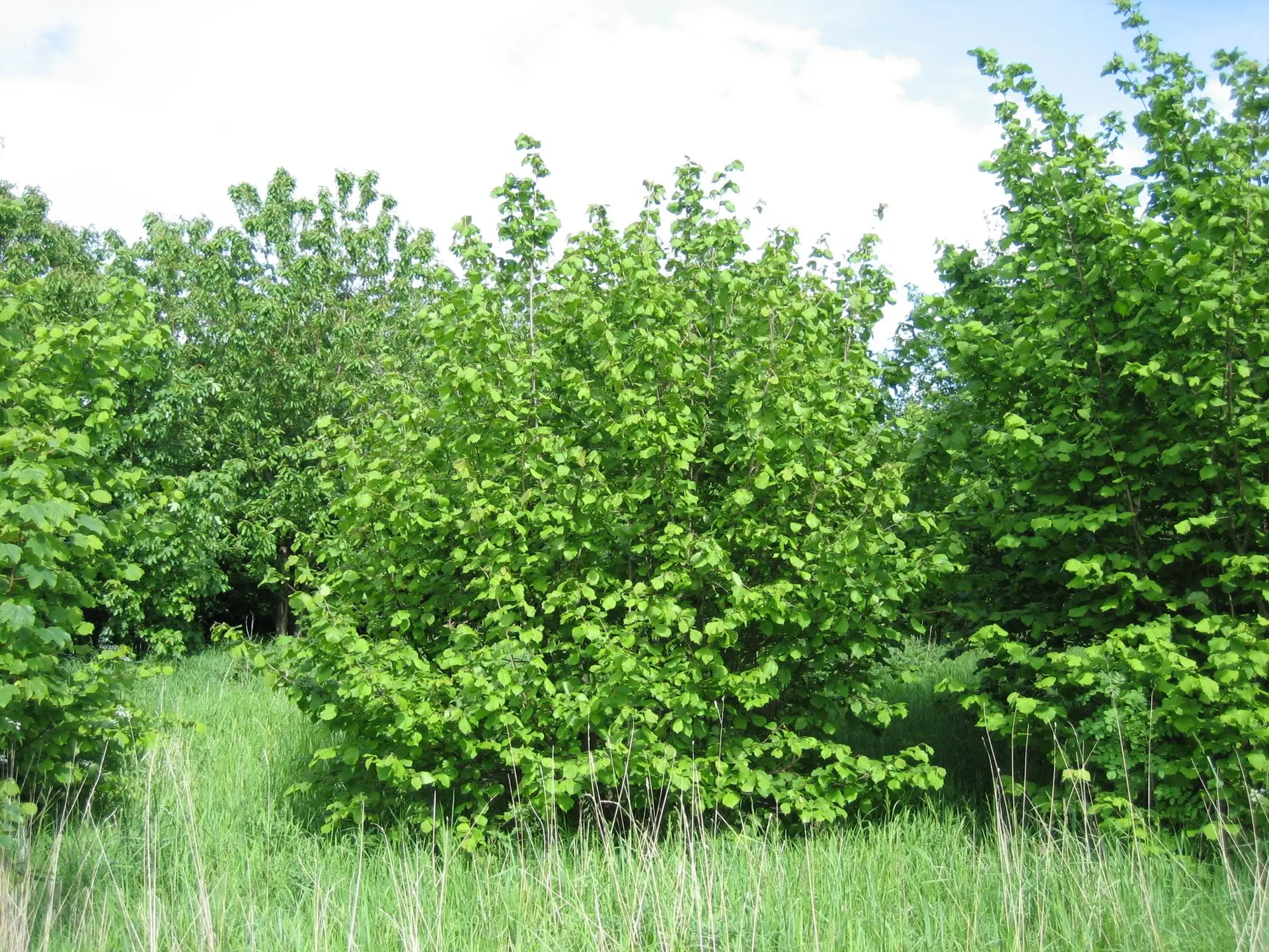 Hazel Nut Tree / Bush - Corylus avellana