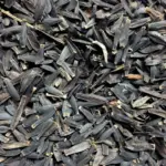Dahlia Seeds