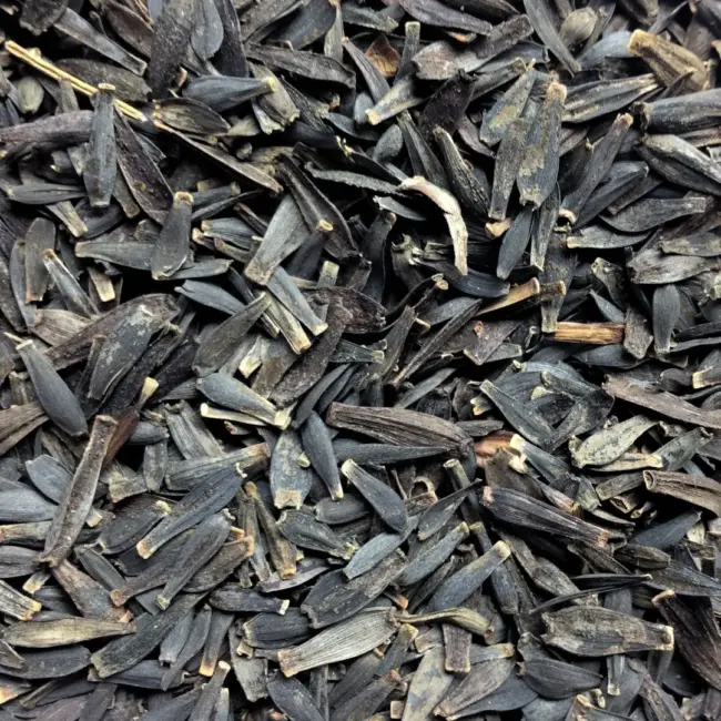 Dahlia Seeds