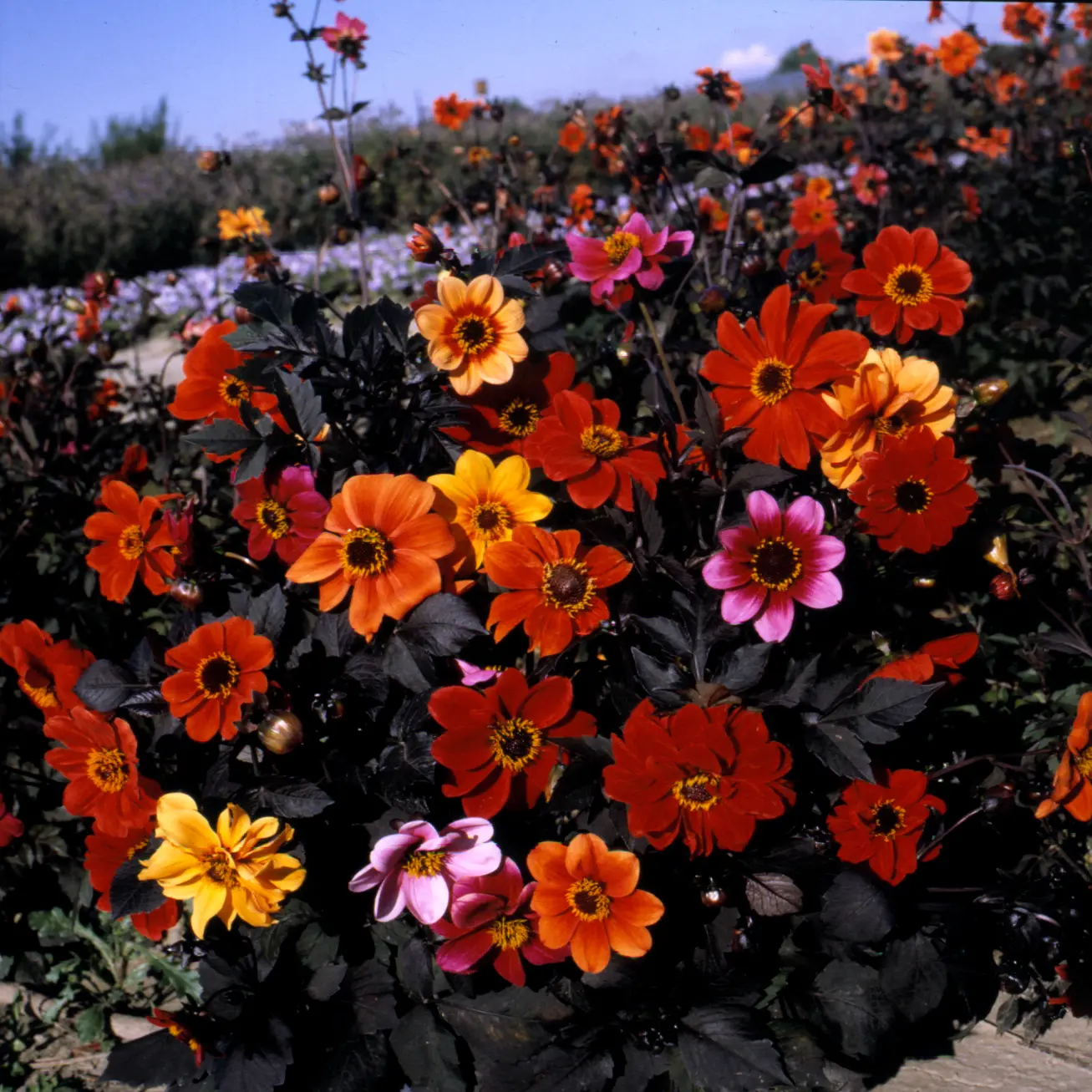 Dahlia Seeds - Bishop's Children Seeds