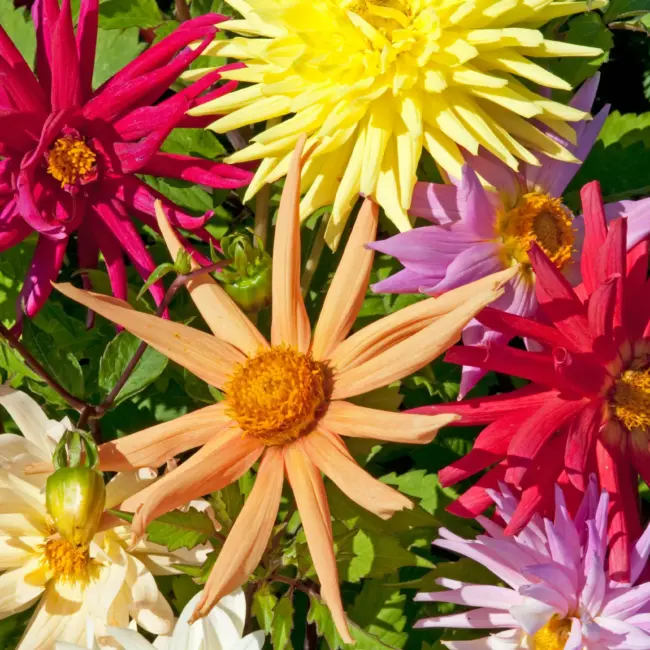 Dahlia Seeds - Cactus Hybrids Seeds