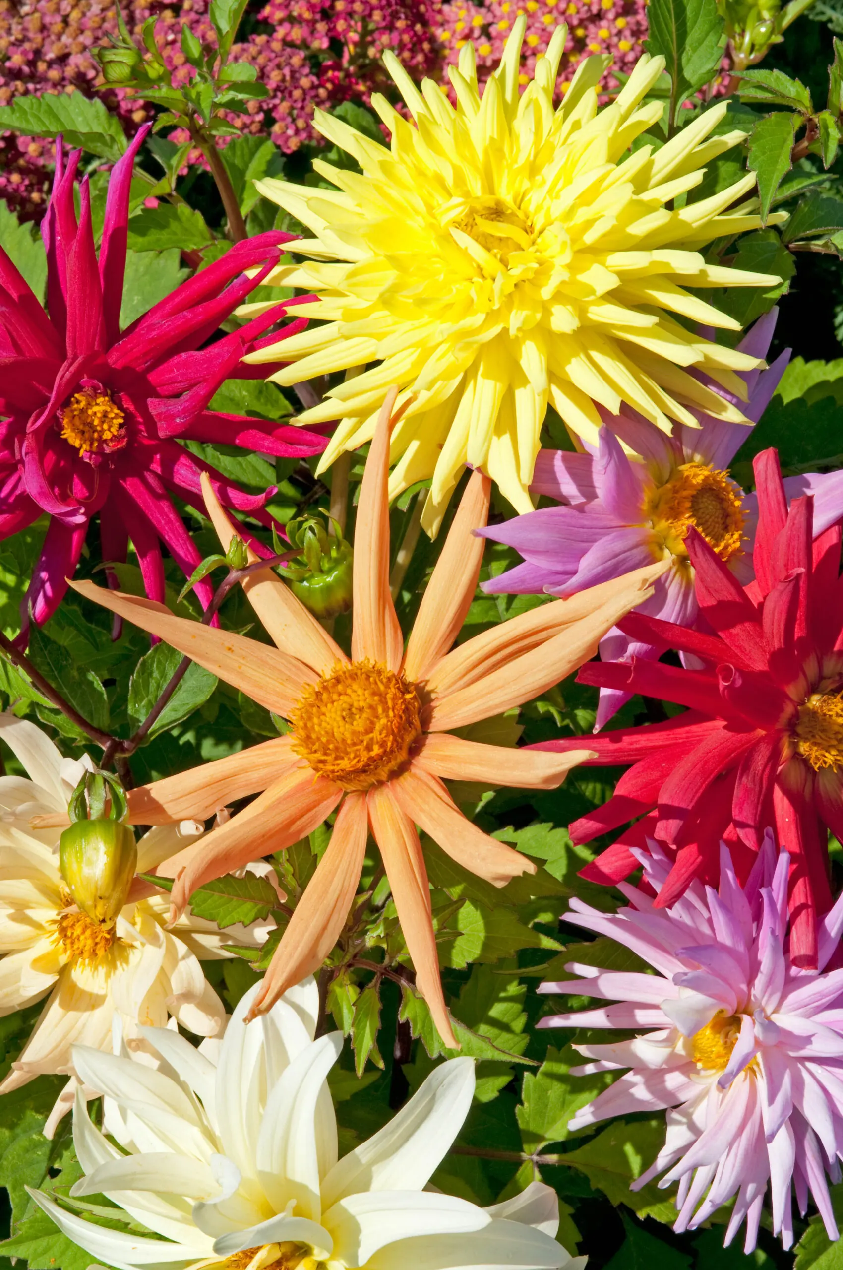 Dahlia Seeds - Cactus Hybrids Seeds