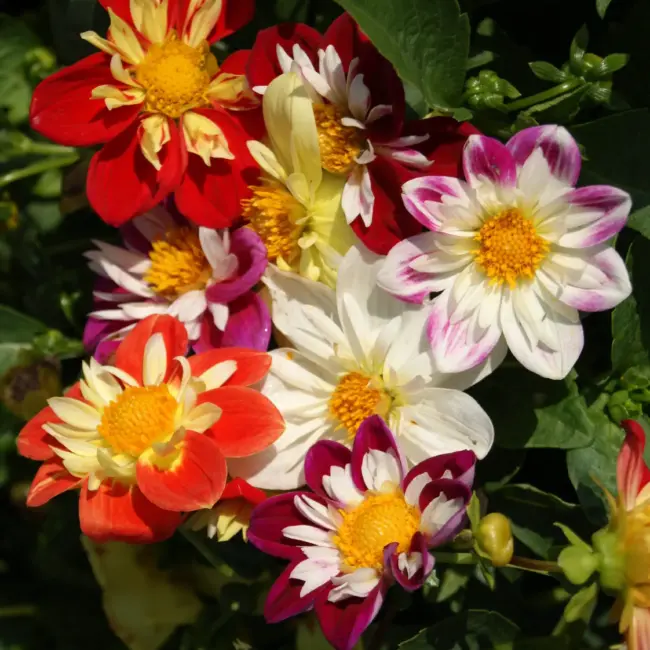Dahlia Seeds - Dandy (Collarette) Seeds
