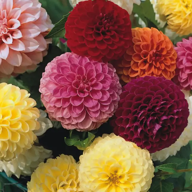 Dahlia Seeds - Pompon Double Mixed Seeds