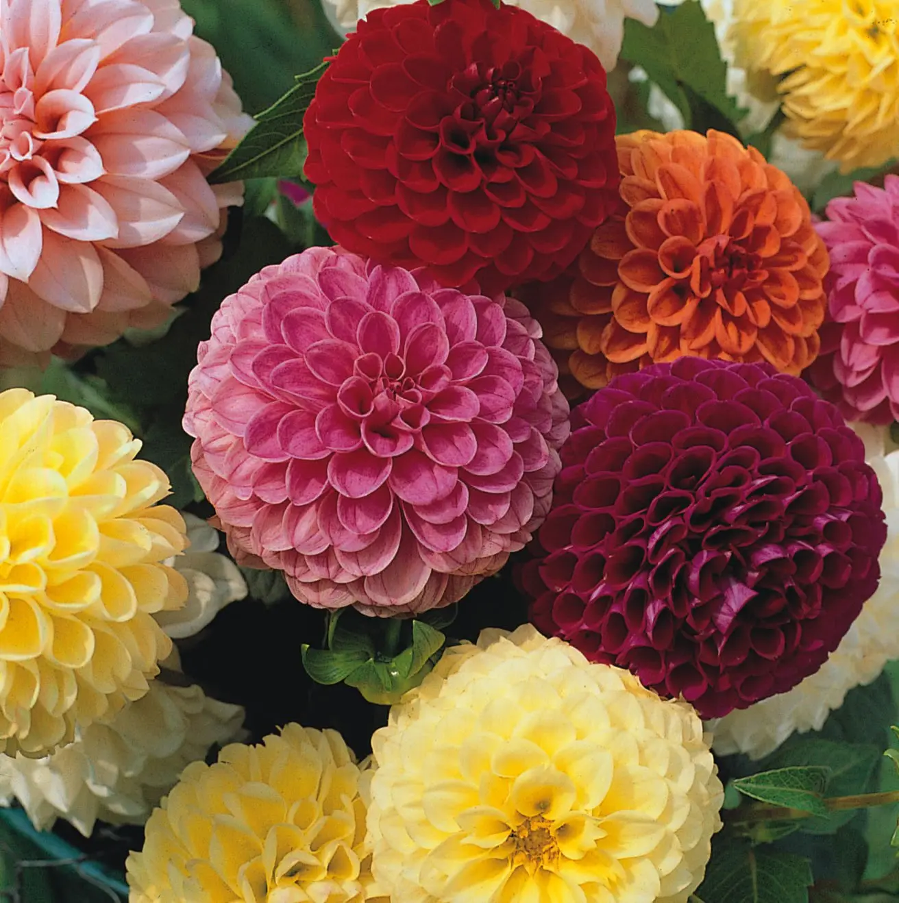 Dahlia Seeds - Pompon Double Mixed Seeds