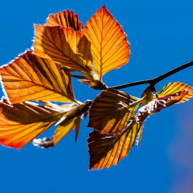 Purple / Copper Beech Tree 20/40cm (P9) - Image 7