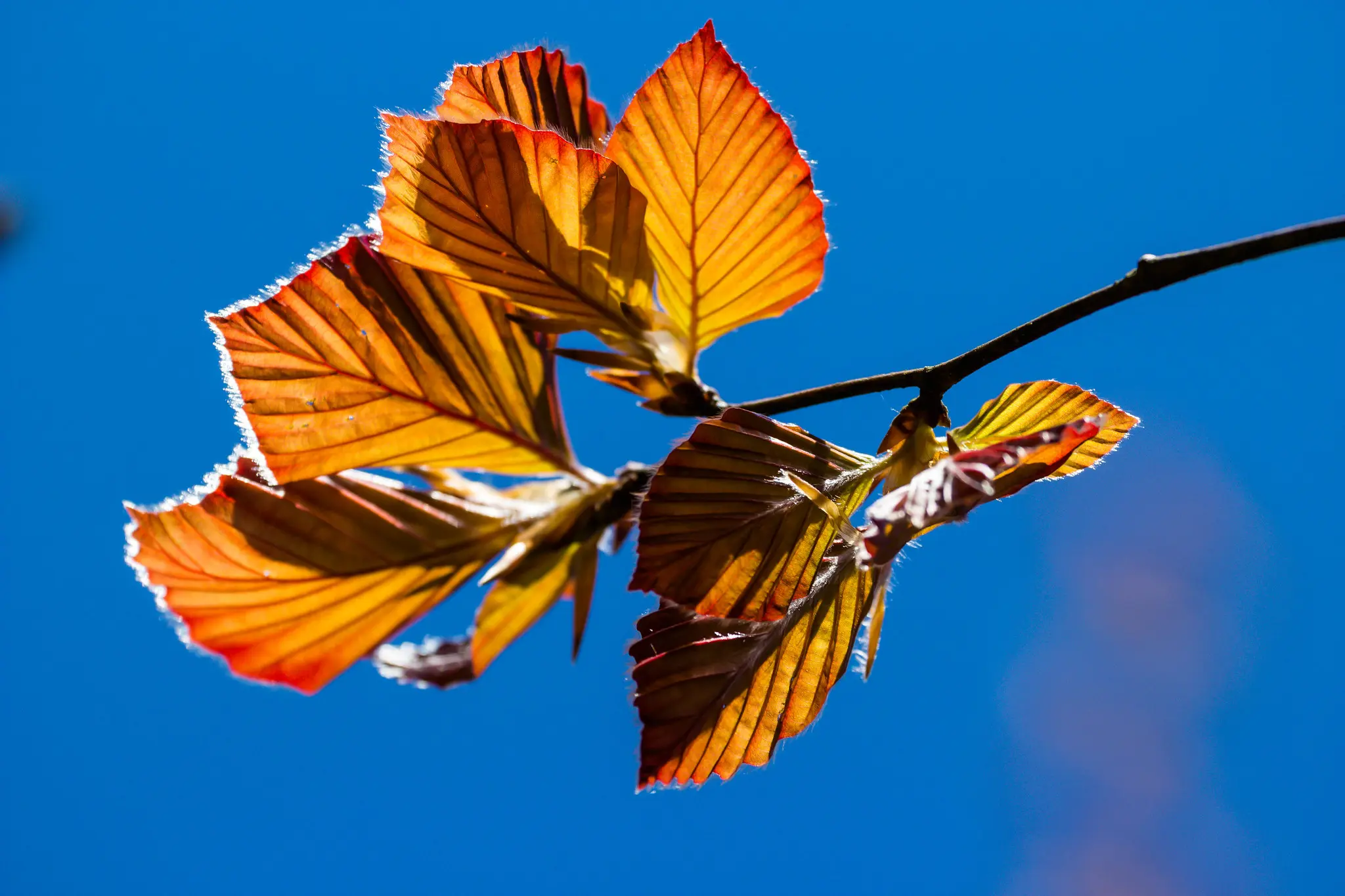 Purple / Copper Beech Tree 80/100cm (10L) - Image 4