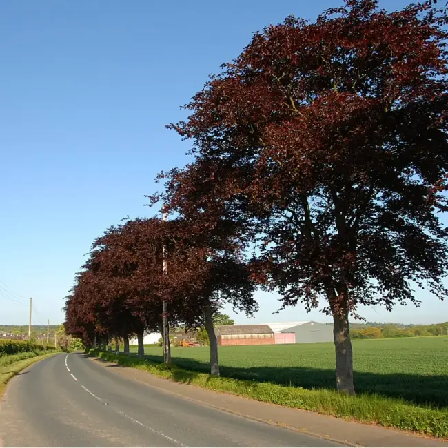 Fagus sylvatica purpurea - Purple Copper Beech Tree