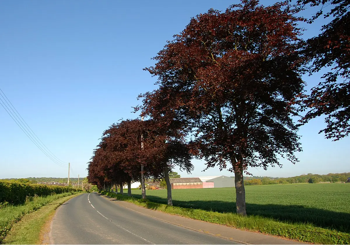 Fagus sylvatica purpurea - Purple Copper Beech Tree