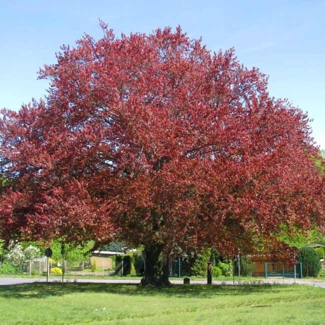 Fagus sylvatica purpurea - Purple / Copper Beech Tree