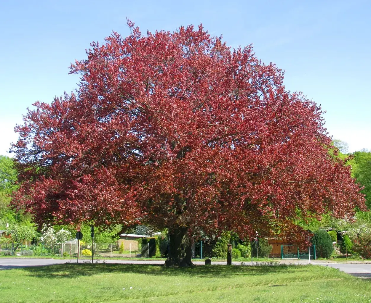 Fagus sylvatica purpurea - Purple / Copper Beech Tree