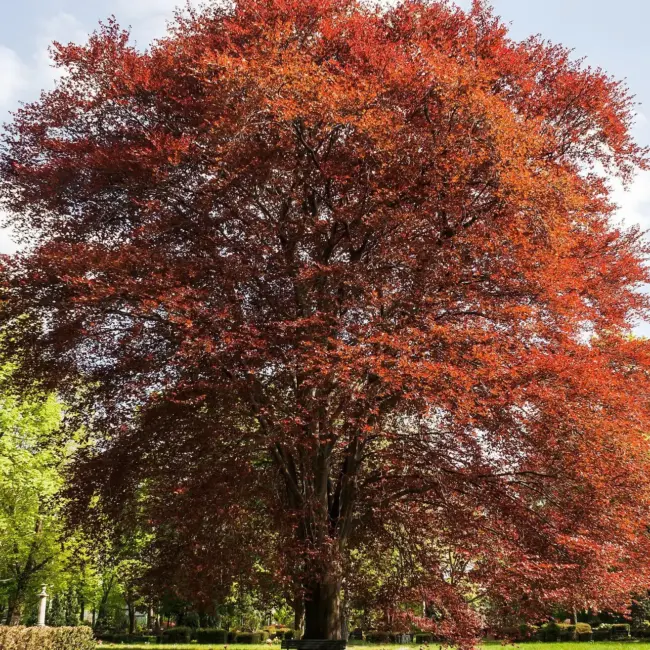 Fagus sylvatica purpurea - Purple Copper Beech Tree