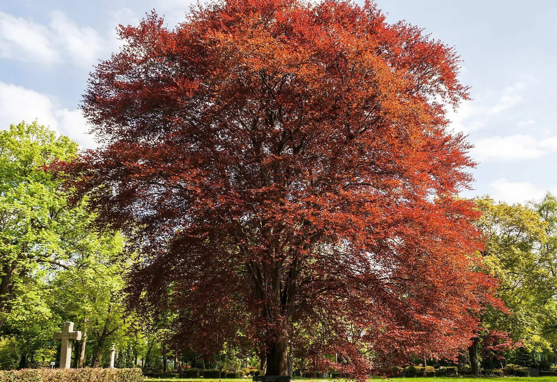 Fagus sylvatica purpurea - Purple Copper Beech Tree