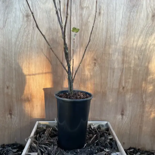 Flowering Currant 60/80cm (2L)
