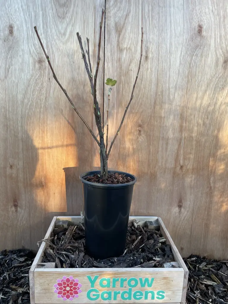 Flowering Currant 60/80cm (3L)