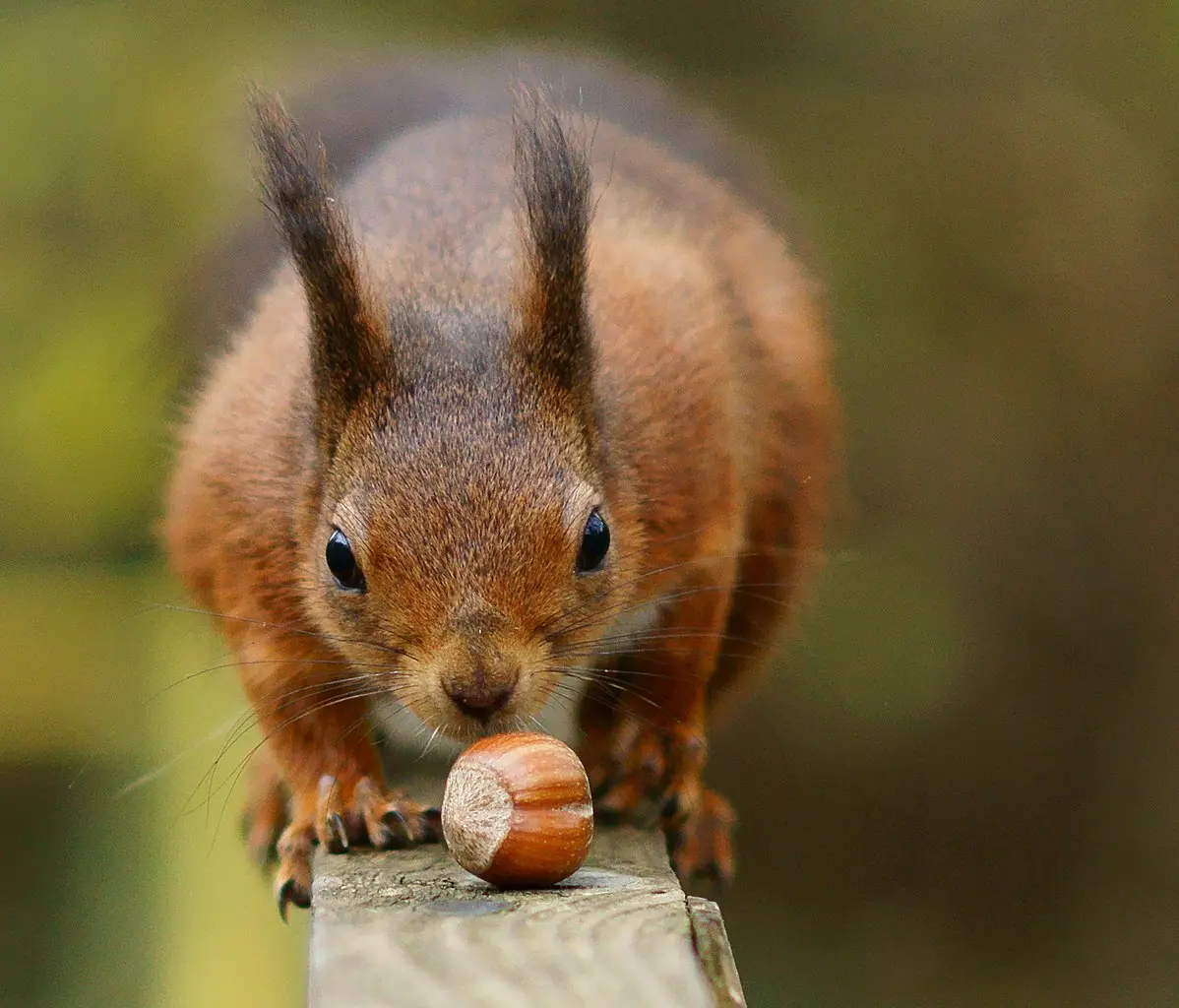 Hazelnuts