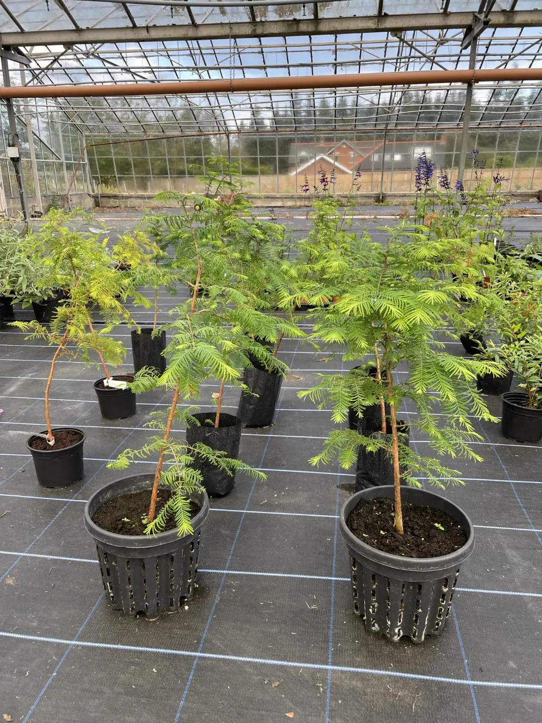 Large Dawn Redwood Tree