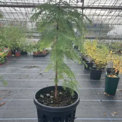 Dawn Redwood Tree 70cm/100cm - Yarrow Gardens