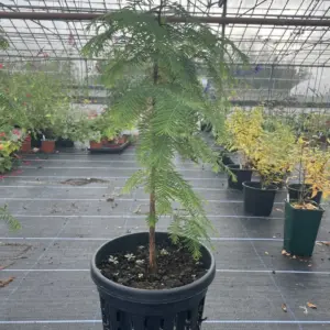 Dawn Redwood Tree 70cm/100cm - Yarrow Gardens