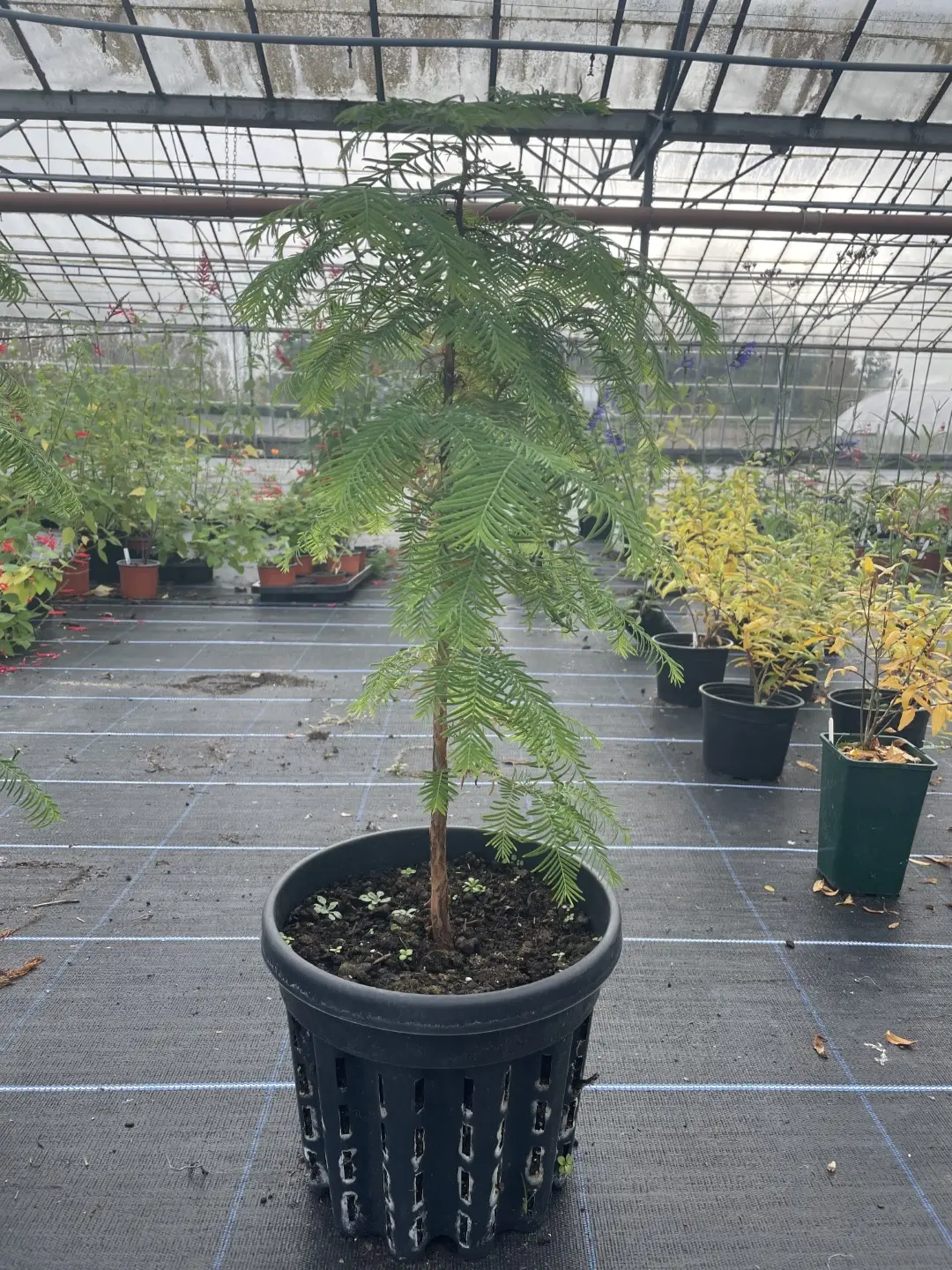 Dawn Redwood Tree 70cm/100cm - Yarrow Gardens