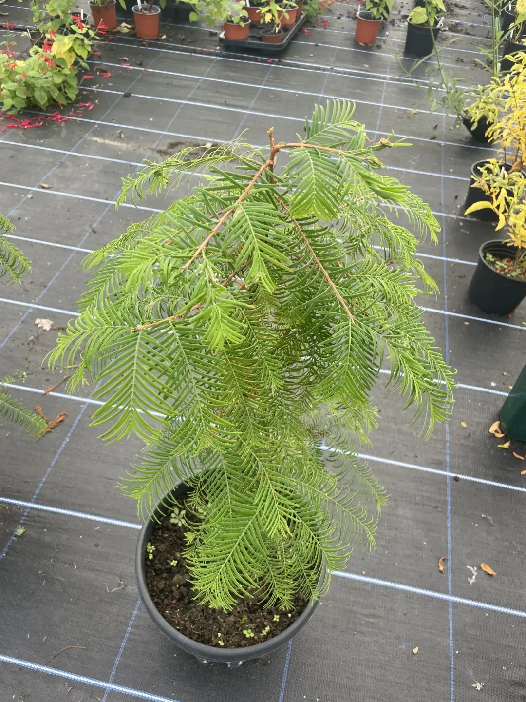Dawn Redwood Tree 70cm/100cm - Yarrow Gardens