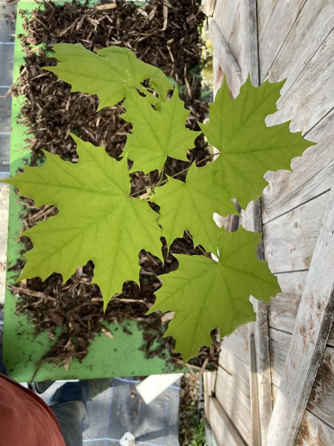 Norway Maple Tree 100/120cm (2L) - Image 3