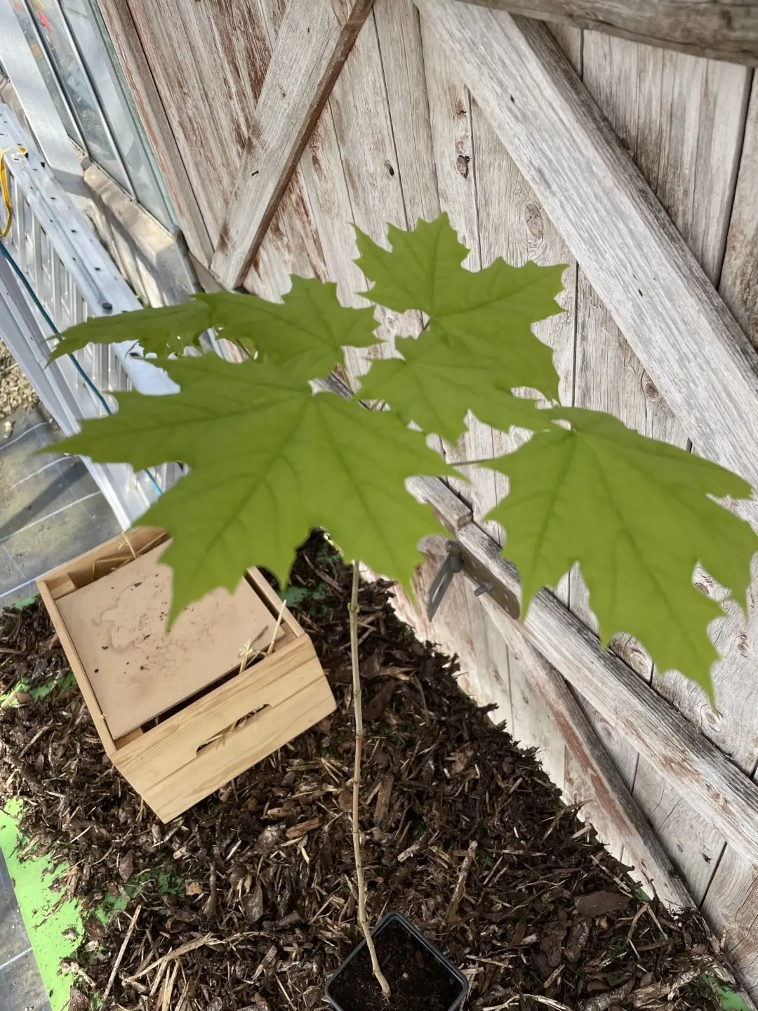 Norway Maple Tree 100/120cm (2L) - Image 2
