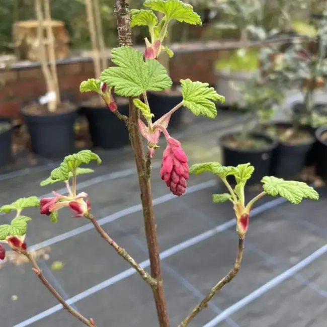 Flowering Currant 60/80cm (2L) - Image 3