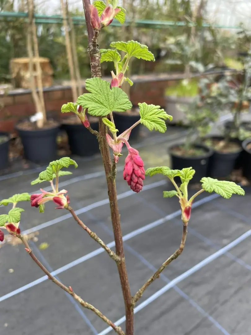 Flowering Currant 60/80cm (3L) - Image 3