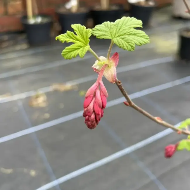 Flowering Currant 60/80cm (2L) - Image 2