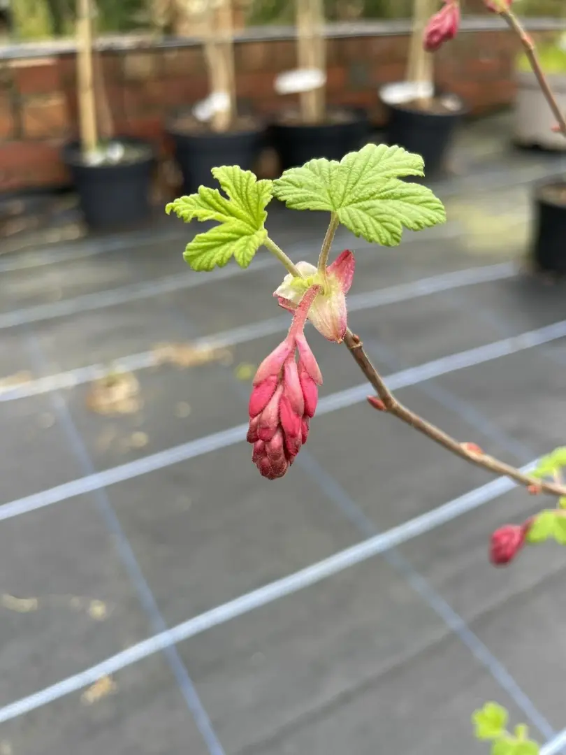 Flowering Currant 60/80cm (3L) - Image 2