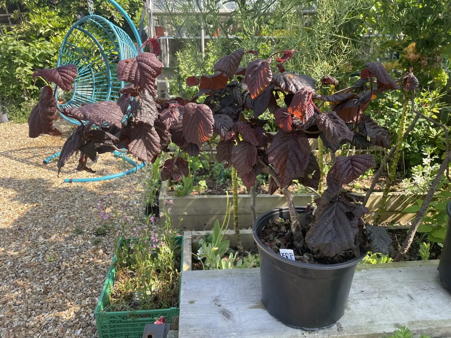 Corkscrew Hazel - Red Majestic - Image 2