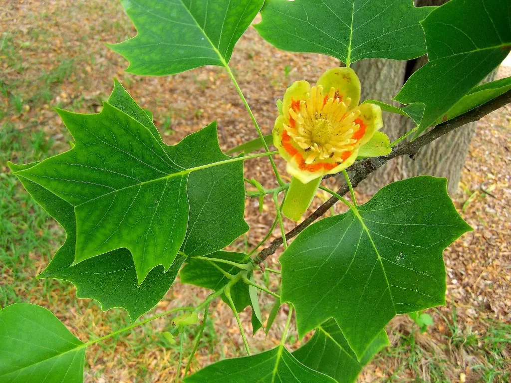 Tulip Tree 80/100cm (5L) - Image 4