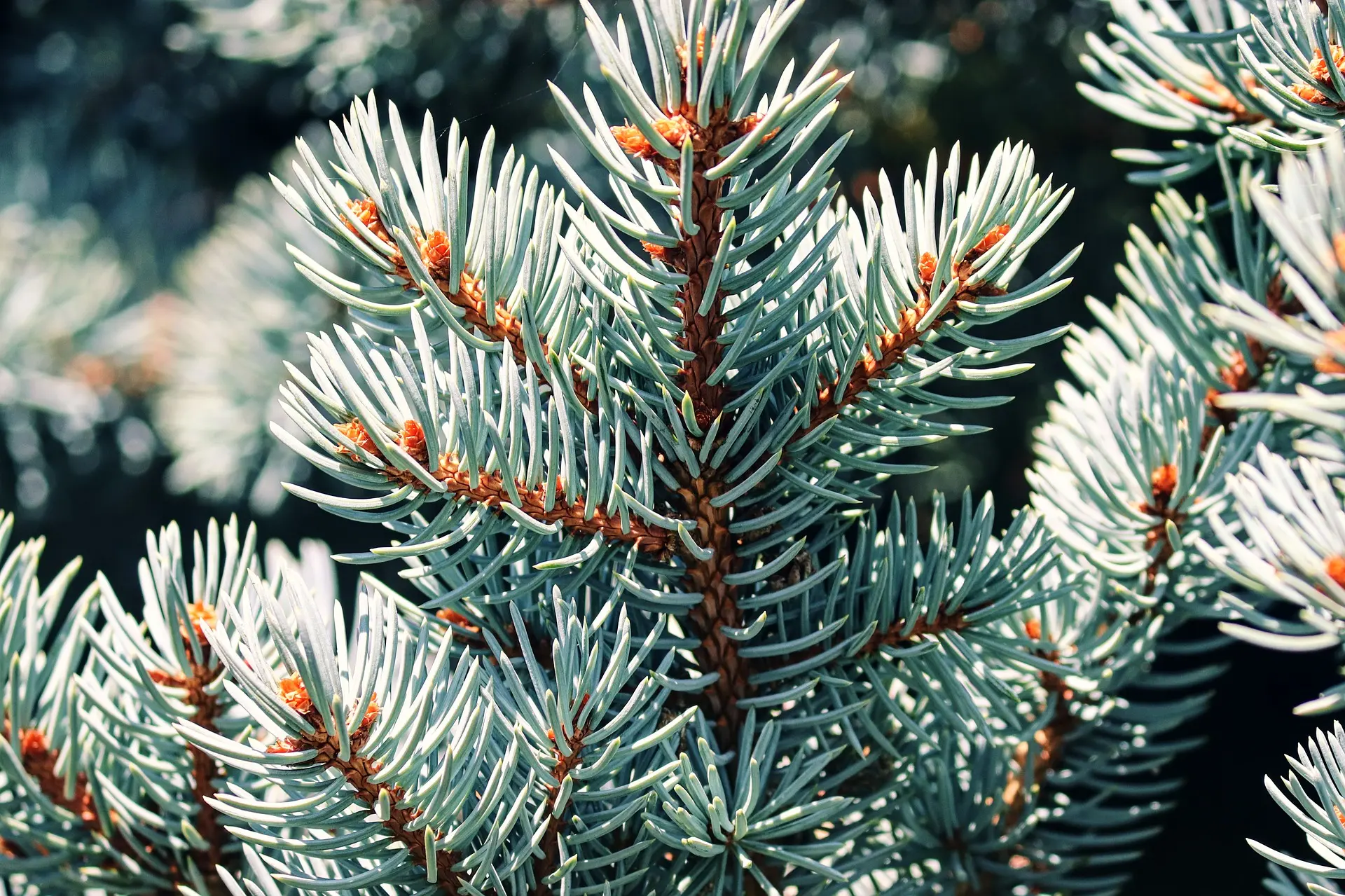 Picea Pungens Glauca- Blue Spruce