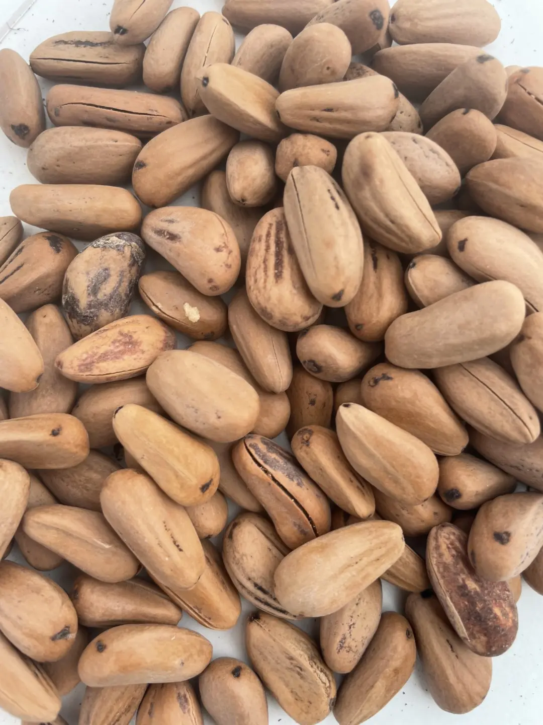 Picea Pinea - Stone Pine Seeds