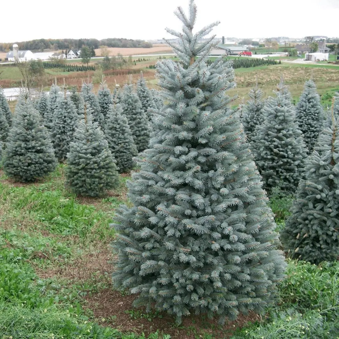 Picea Pungens Glauca- Blue Spruce