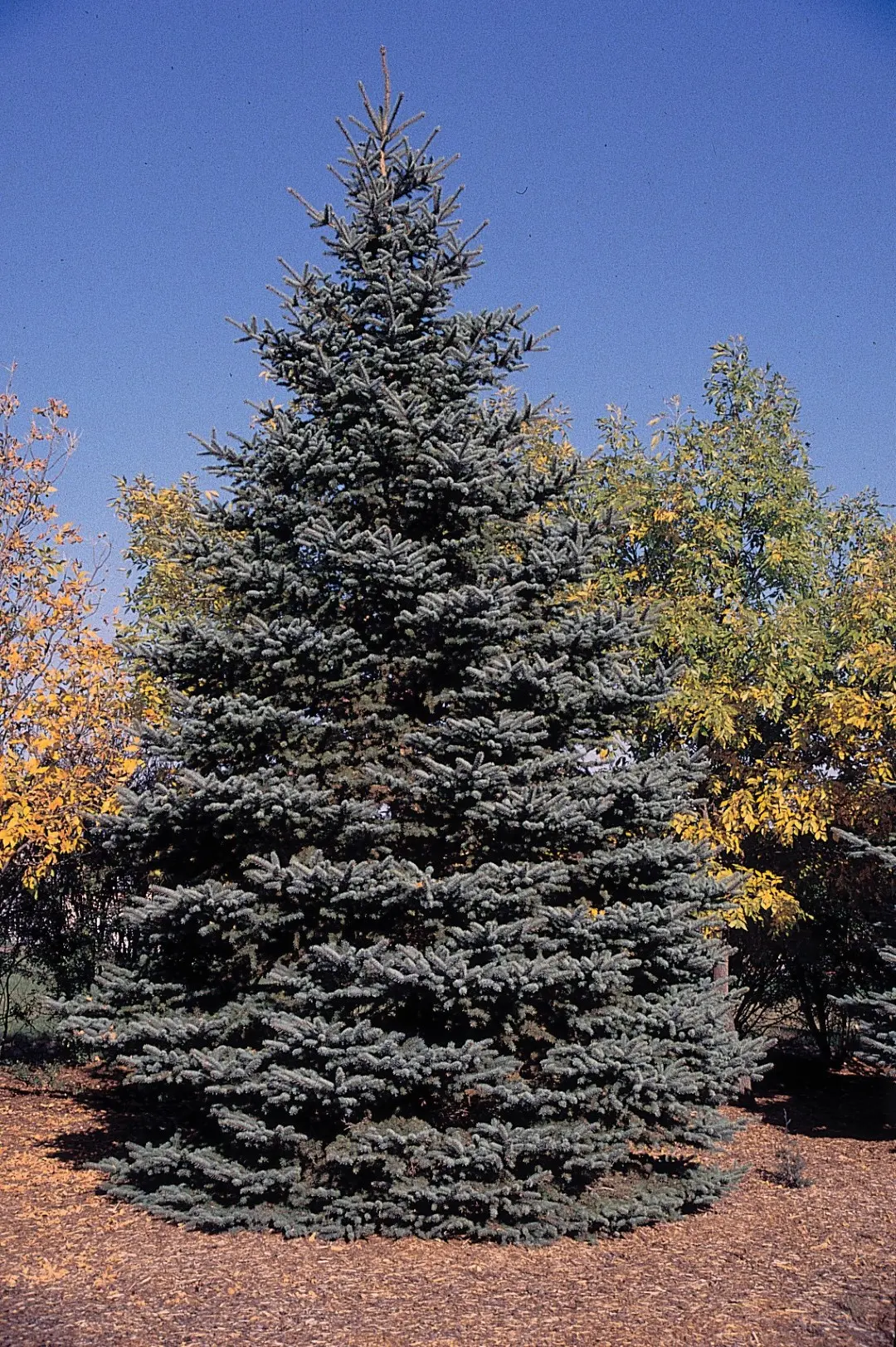 Picea Pungens Glauca- Blue Spruce