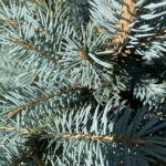 /content/17-christmas-trees