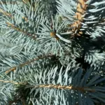 /content/17-christmas-trees