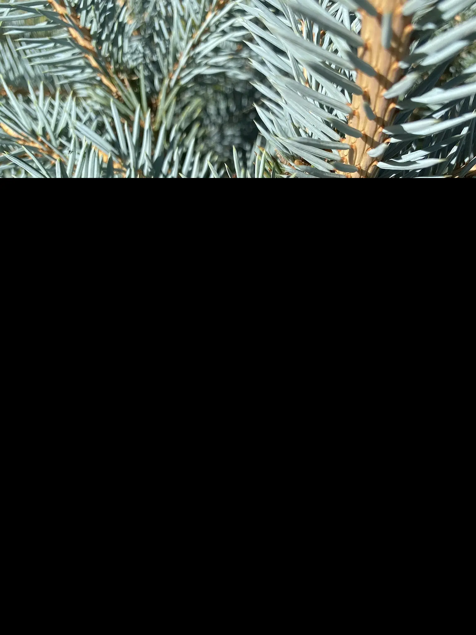 /content/17-christmas-trees
