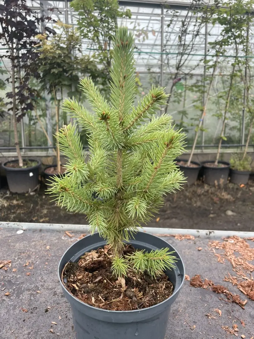 Picea Pungens 'Super Blue' Colorado Spruce Tree 'Super Blue'