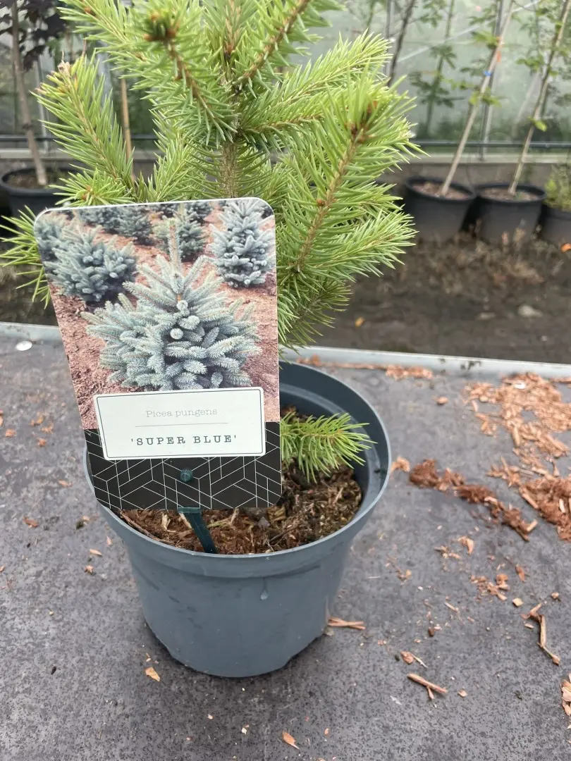 Picea Pungens 'Super Blue' Colorado Spruce Tree 'Super Blue'