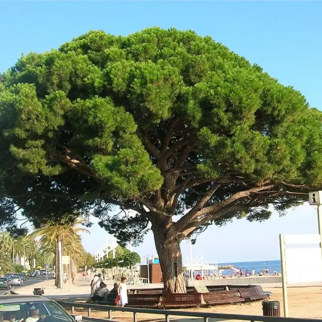 Pinus pinea - Stone Pine Tree